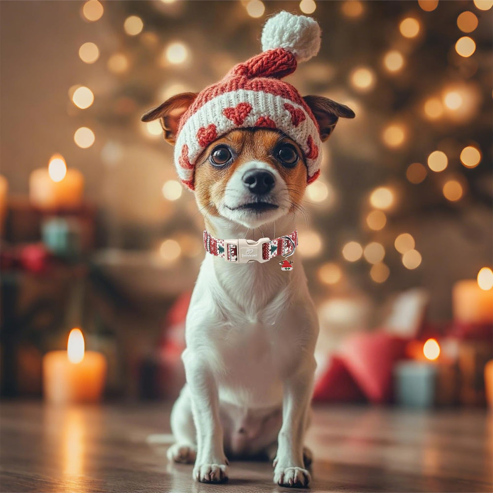 Babole Pet gift-worthy collar ideal as a Christmas present for dogs.