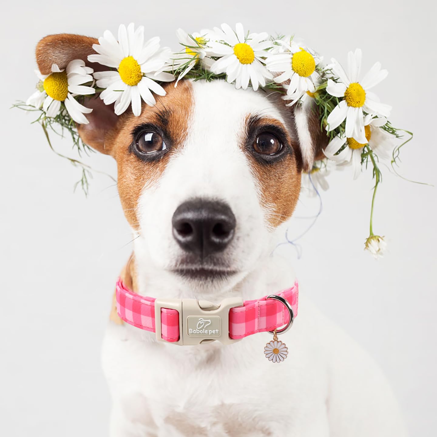 Babole Pet photo-ready collar on a stylish pup during outings