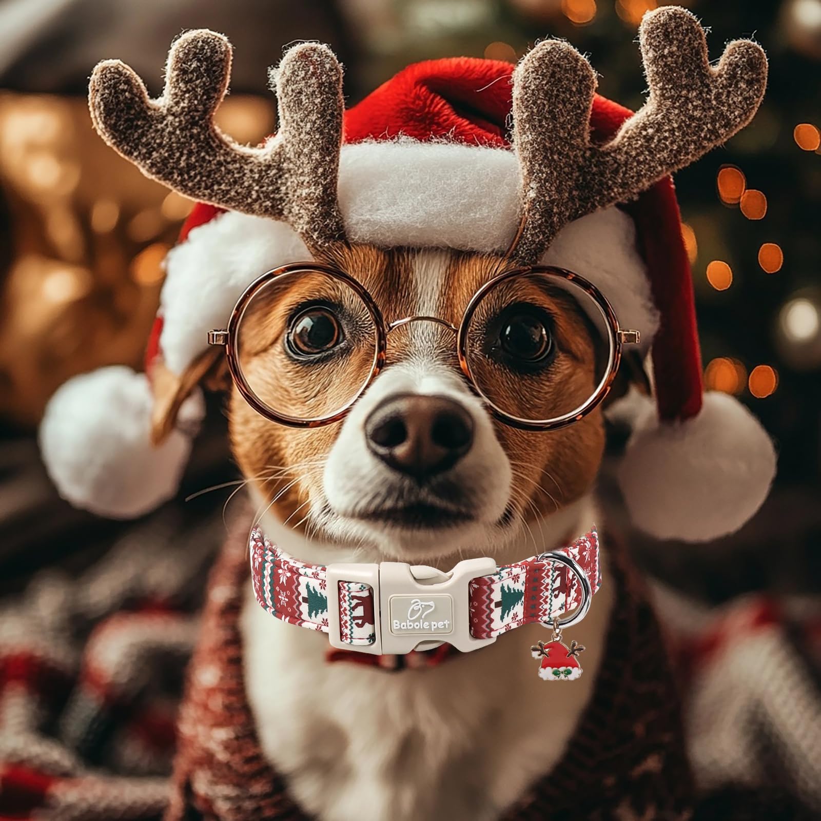 Babole Pet photo-ready collar shines in seasonal pictures and festive gatherings.