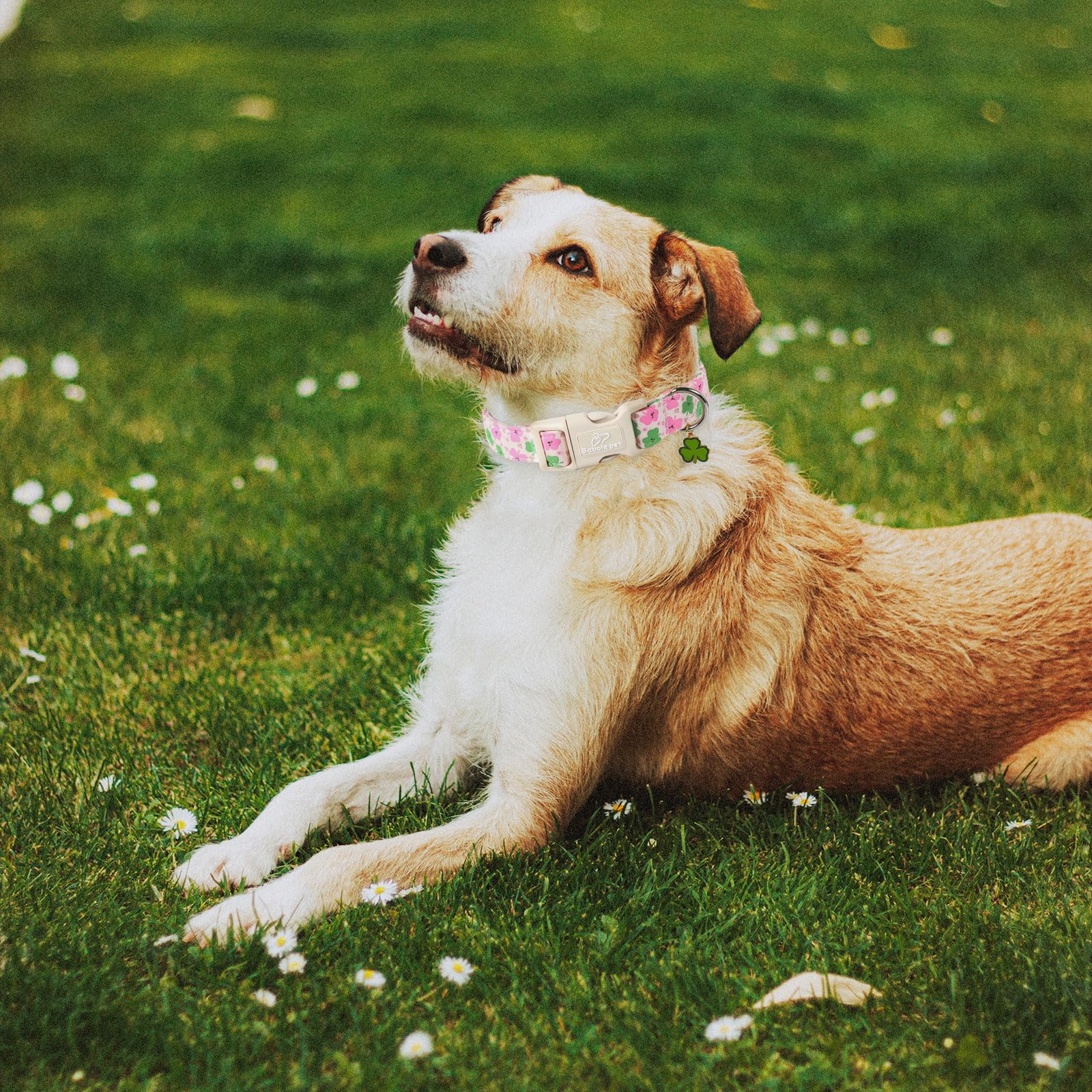 Babole Pet quick-release buckle collar enables easy on/off during errands