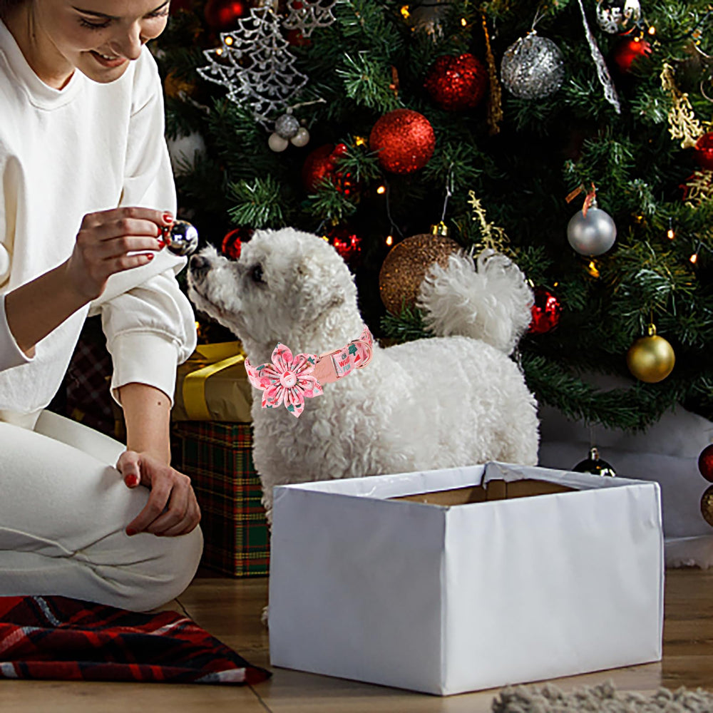 Babole Pet quick-release D-ring collar for easy on and off during walks.