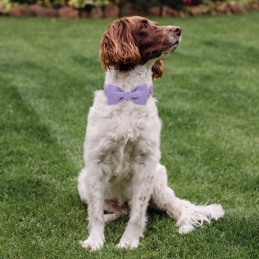 Babole Pet size-guide neck measurement reminder for proper fit