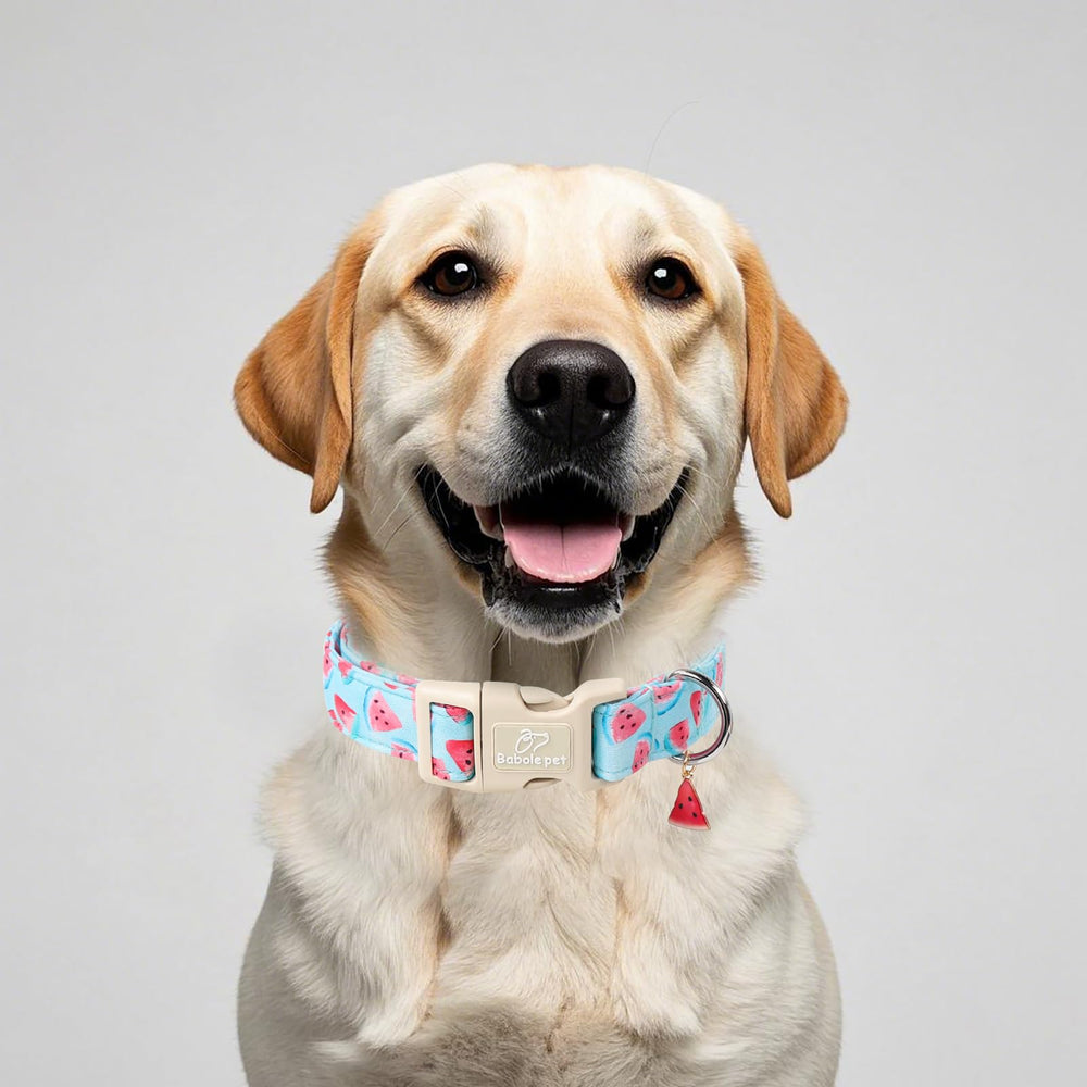 Babole Pet watermelon watercolor collar close-up showing vibrant summer style