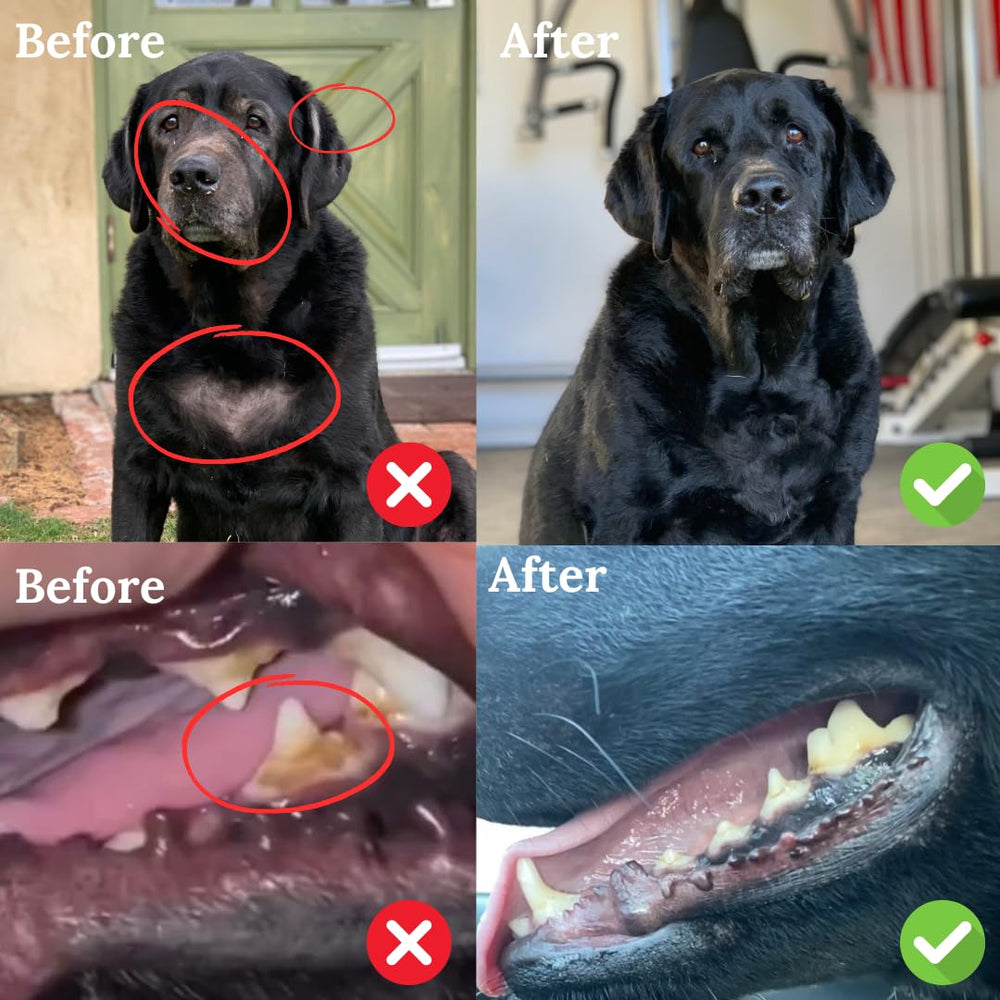 Back 40 Dogs kelp powder drying process preserves nutrients for consistent pet wellness.