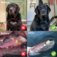 Back 40 Dogs kelp powder drying process preserves nutrients for consistent pet wellness.