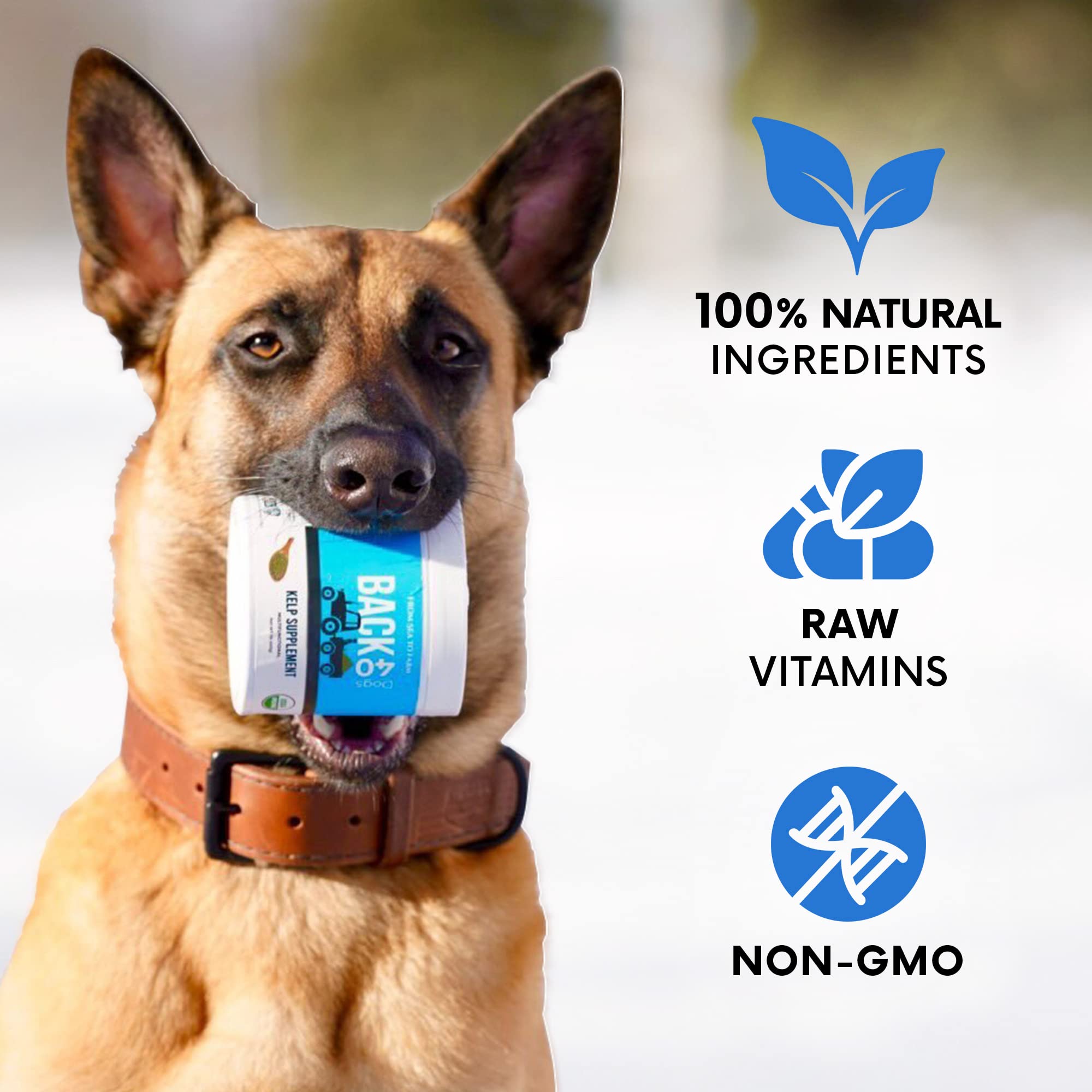 Back 40 Dogs kelp powder being stirred into food demonstrates easy daily mixing for pets.