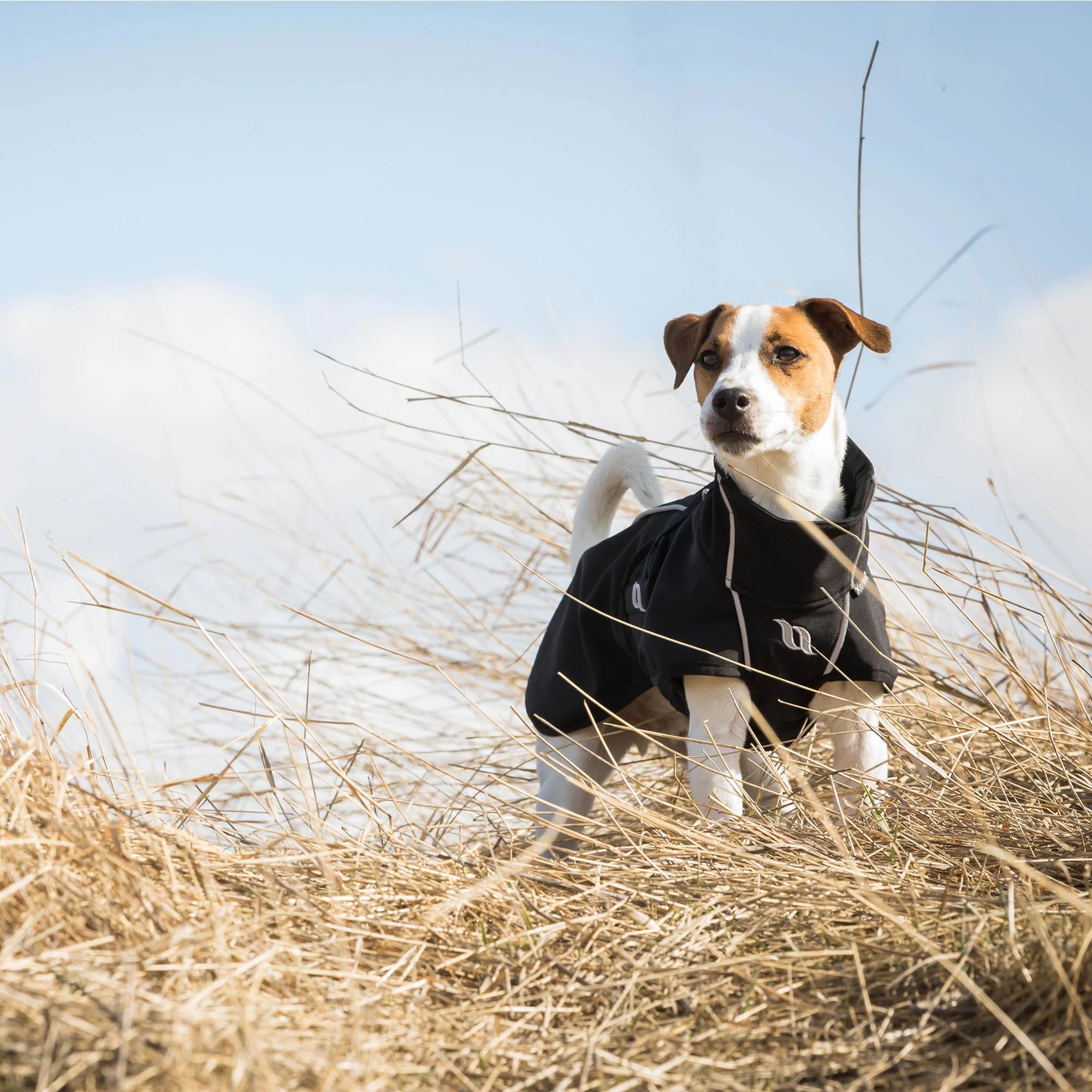 Back on Track Bark rear-strap access supports easy leash or harness attachment