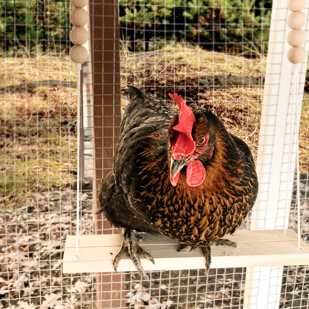 Backyard Barnyard sturdy construction chicken swing built to last in coop.