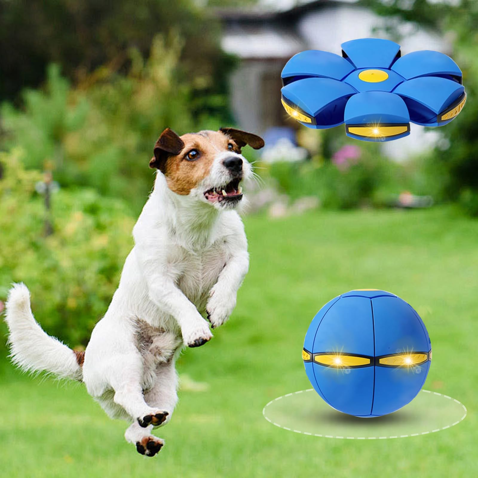 BADWALT dog flying-disc saucer ready for interactive play and energetic outdoor fun.