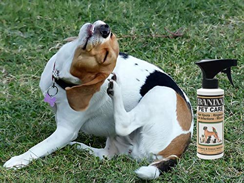 Banixx Pet Care Spray helps thrush-prone hooves with safe daily care.