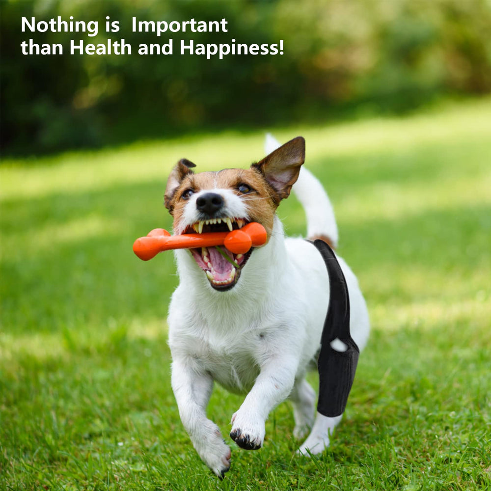 BaoGuai knee brace supports active dogs by reducing movement pain during play and walks.
