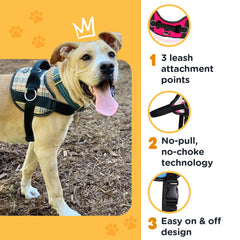 Bark Appeal three leash clips feature for varied walking and training