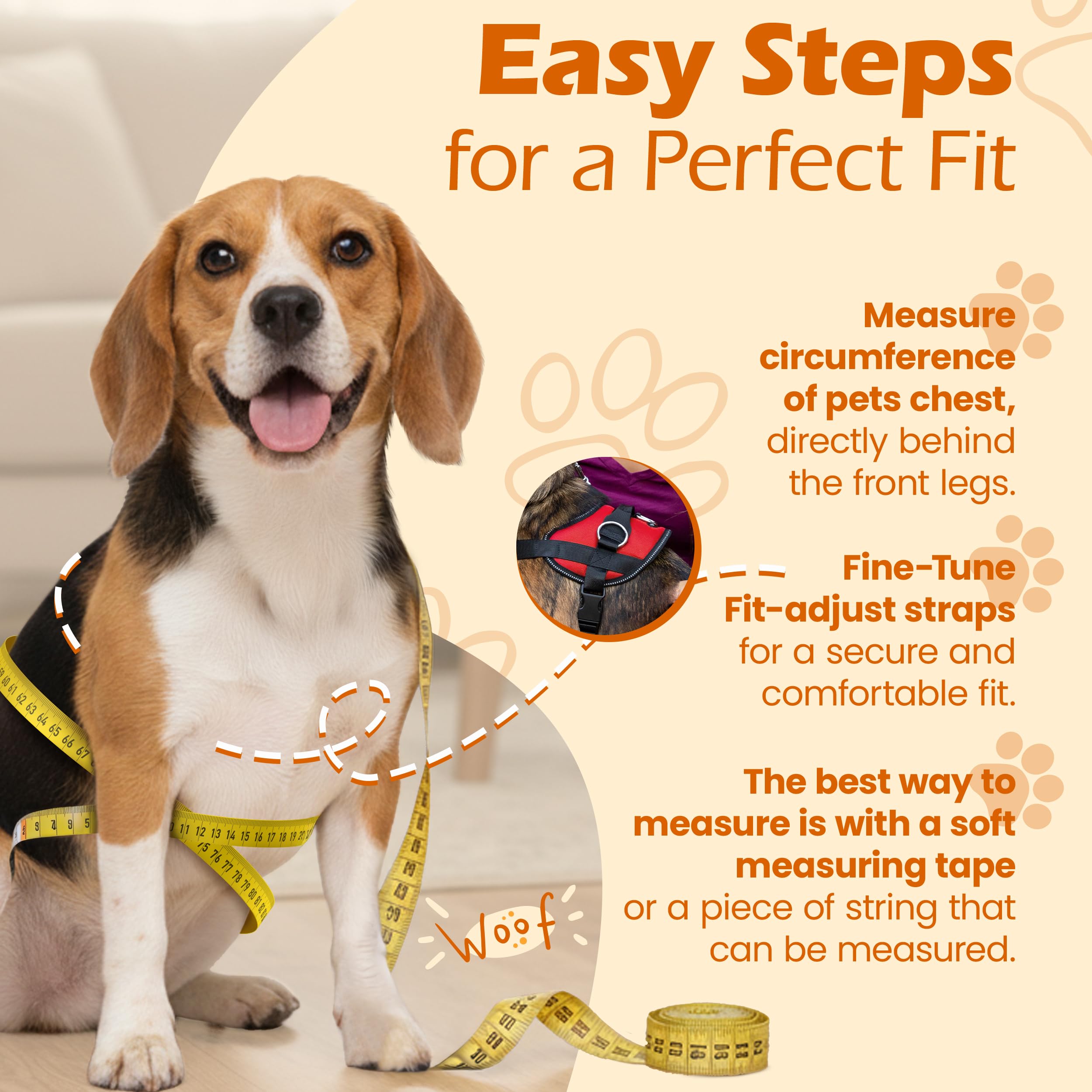 Bark Appeal reflective border enhances safety on evening walks.