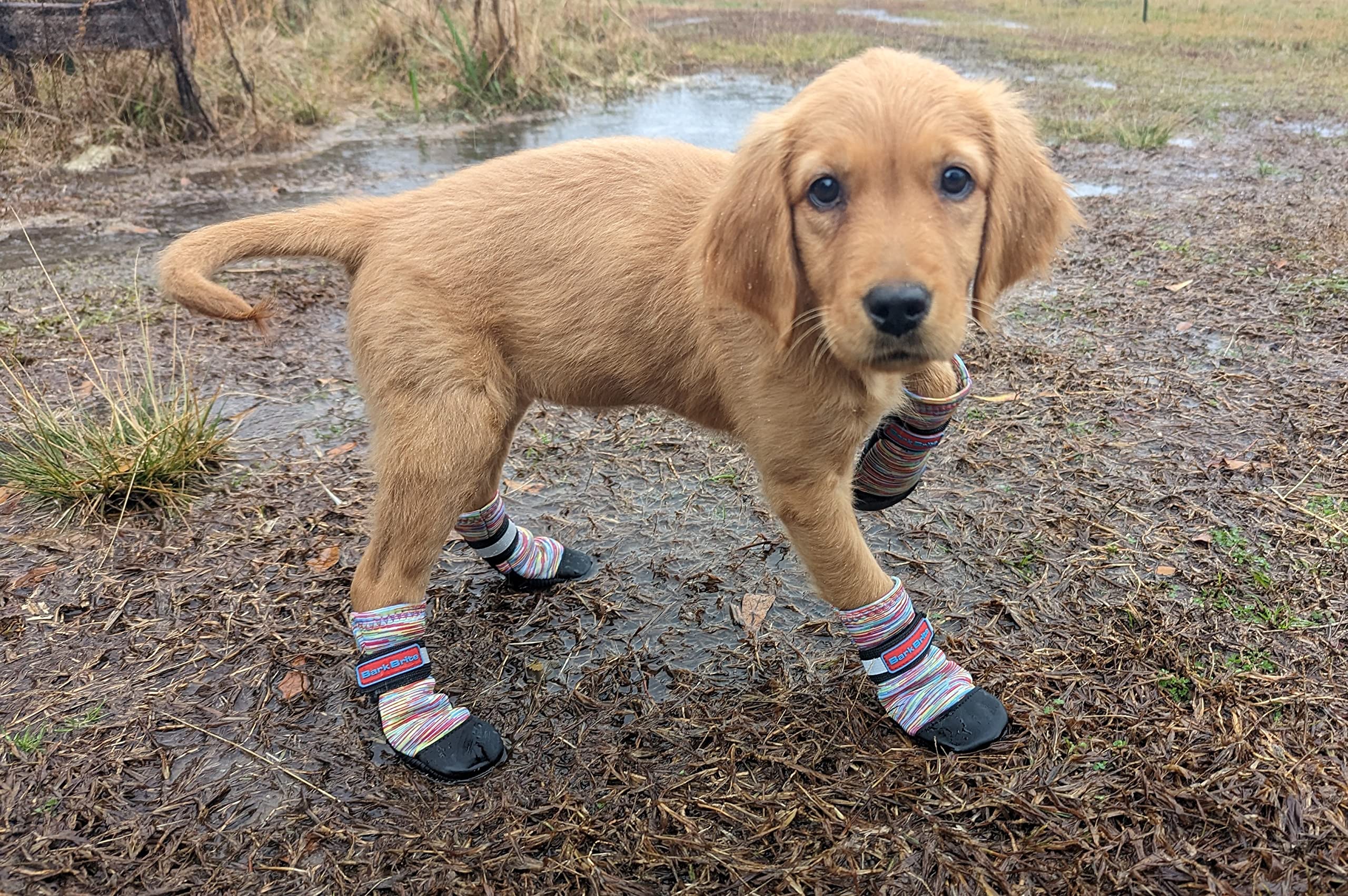 Bark Brite all-weather paw boots front view with snug neoprene fit for dogs.