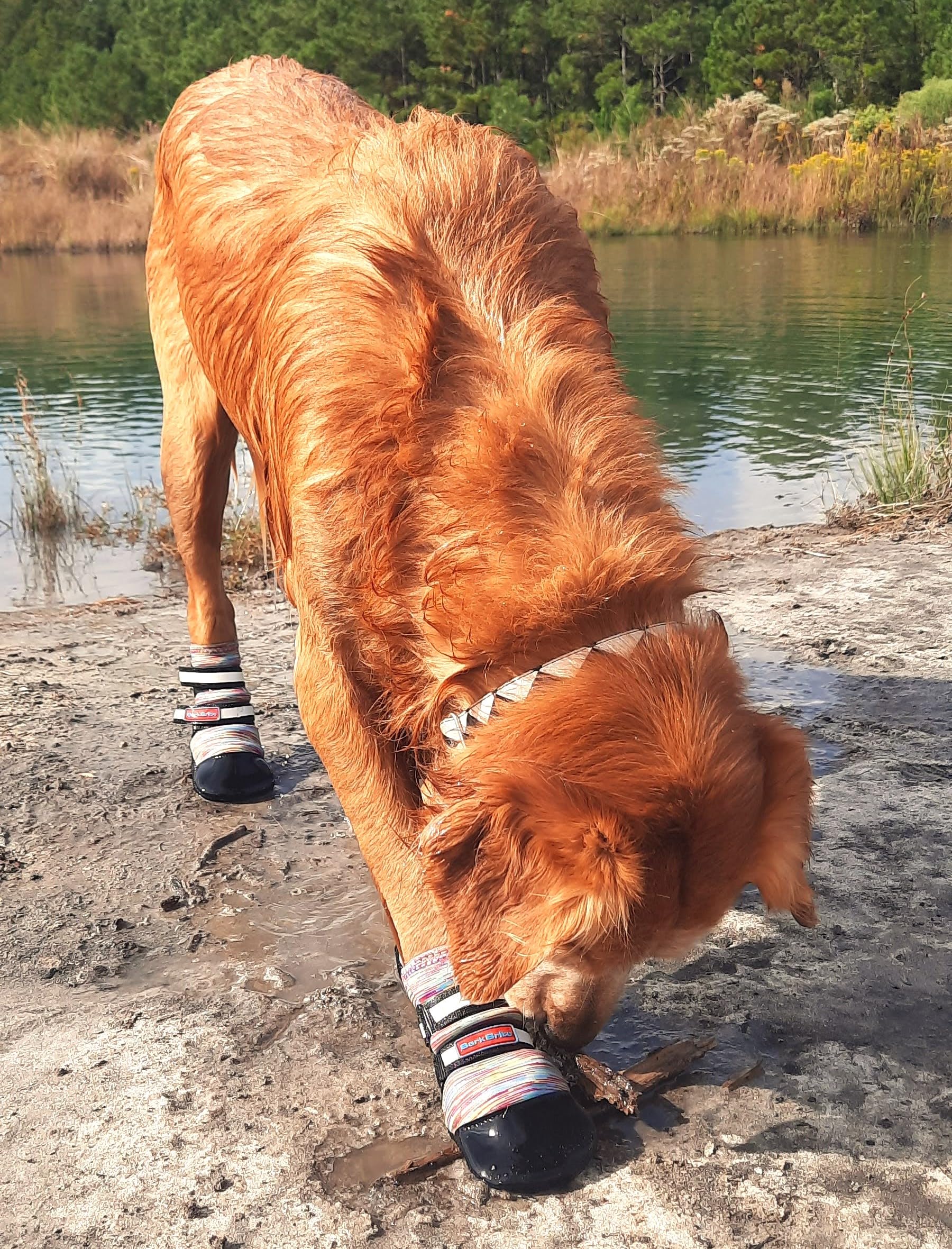 Bark Brite multicolor XL four-pack paw booties for outdoor adventures