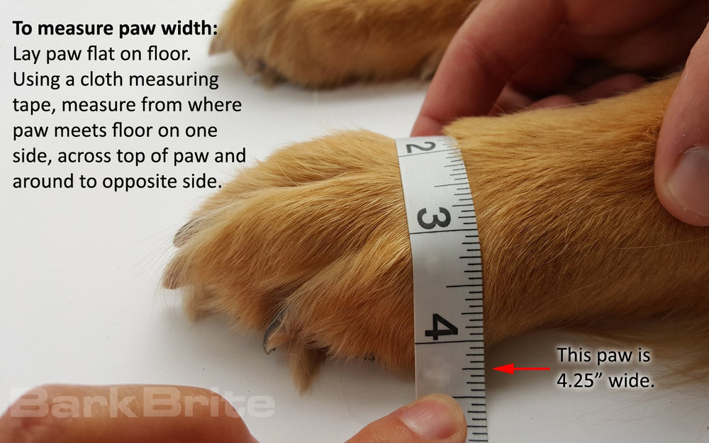 Bark Brite paw boots with reflective straps enhance visibility during dusk walks.