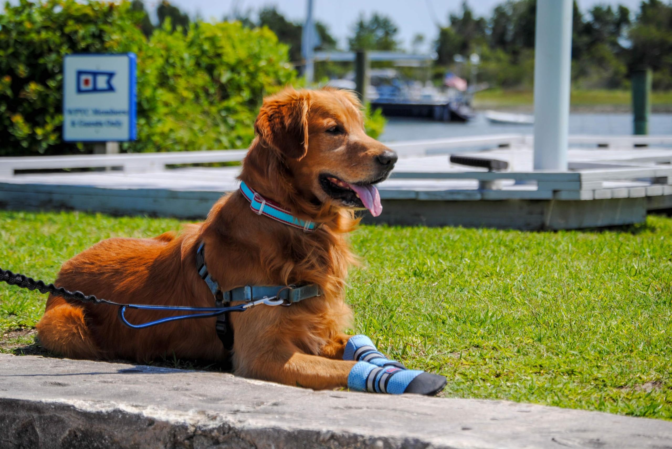 Bark Brite paw boots ventilation holes emphasize breathable design for warm weather.