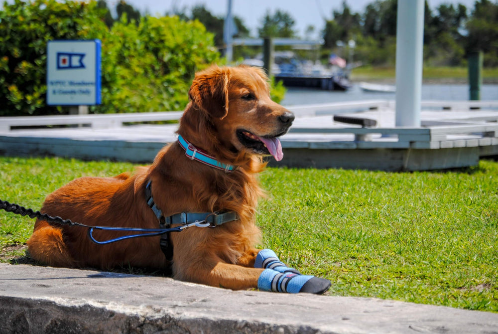 Bark Brite paw boots ventilation holes emphasize breathable design for warm weather.