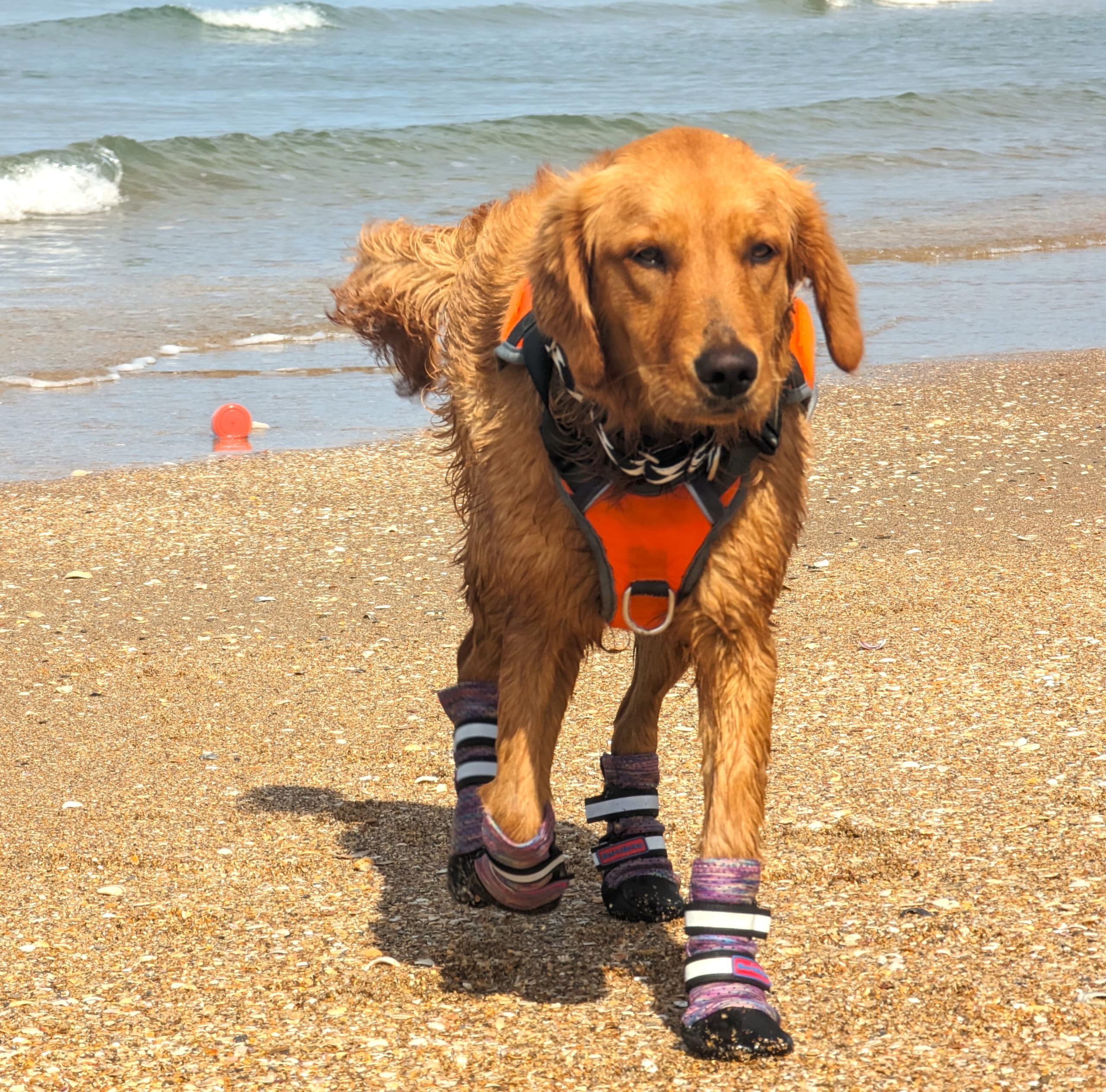 Bark Brite booties with reflective straps for higher visibility during dusk.