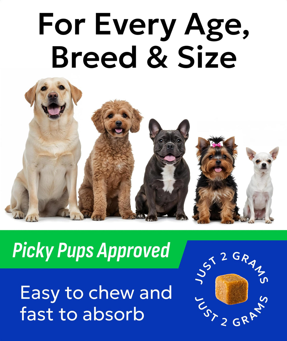BARK&SPARK digestive health illustration emphasizes balanced gut and immune support for dogs.