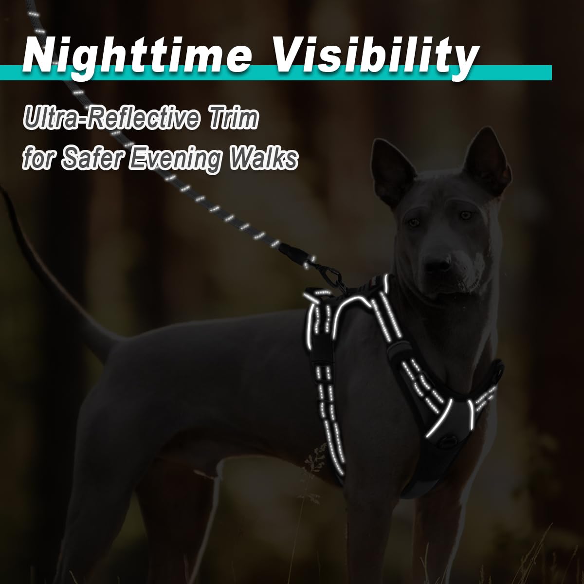 BARKBAY harness built for durability, ready for frequent outdoor adventures.