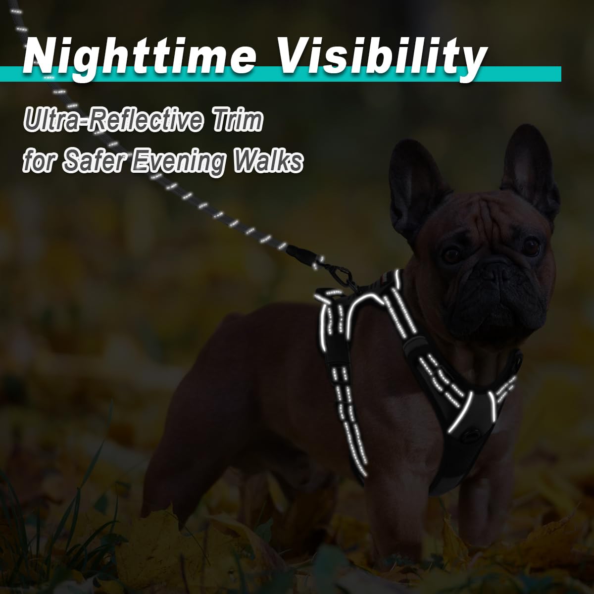 BARKBAY no-choke design reduces pressure during training sessions