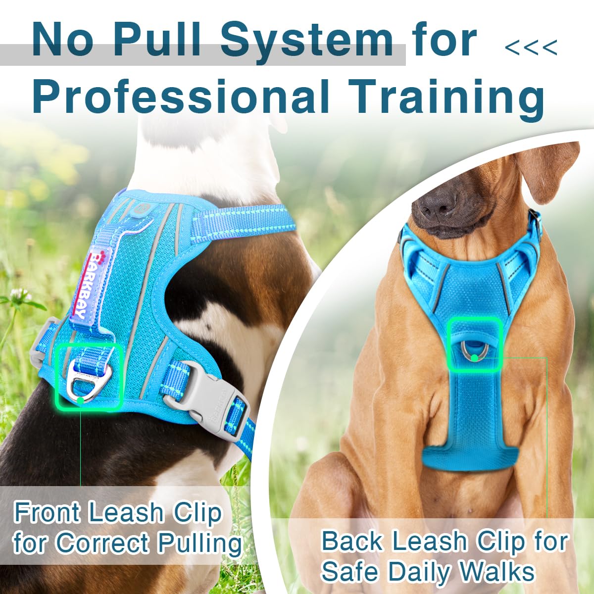 BARKBAY blue harness with ID pocket shows secure identification during outings.