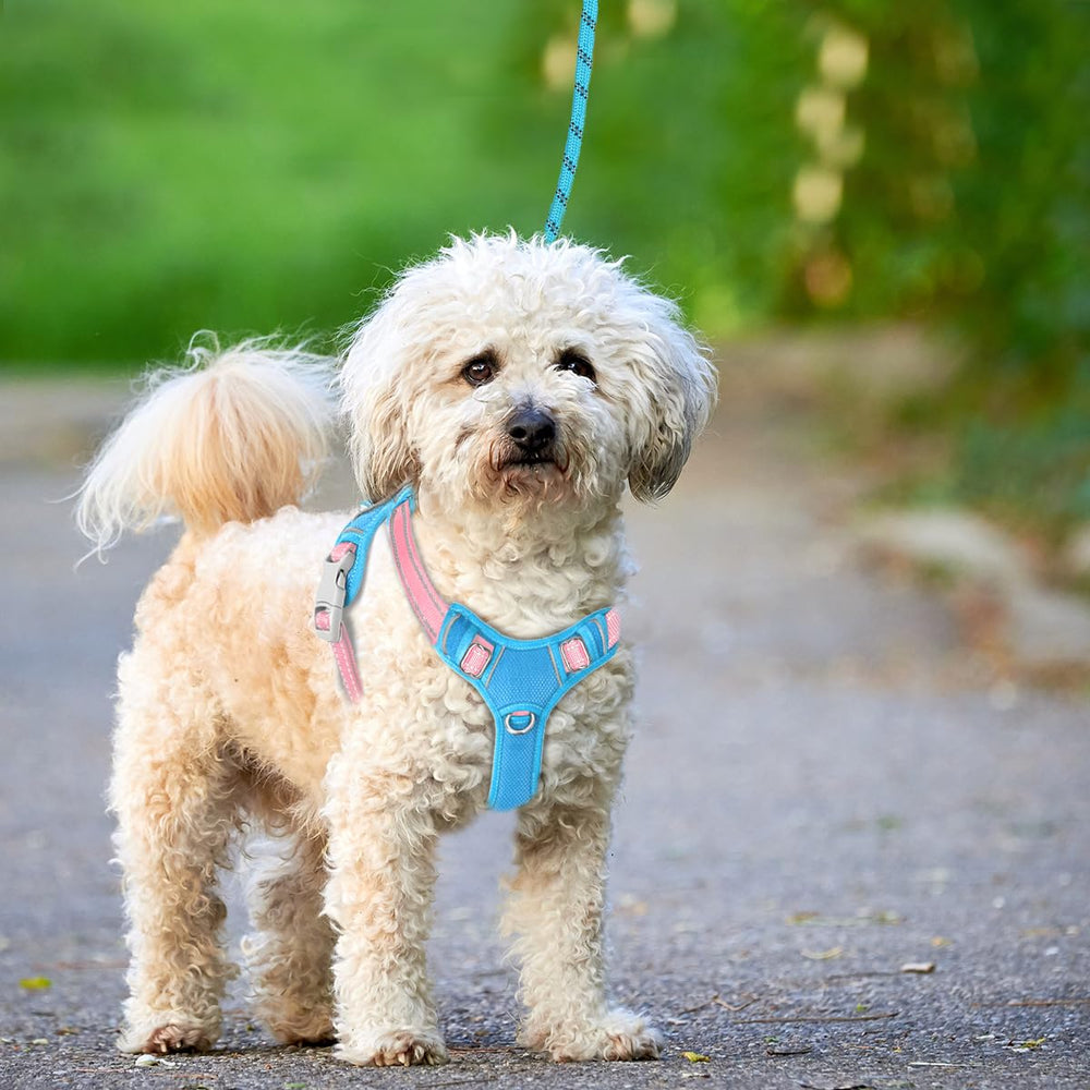 BARKBAY Harness worn on a dog during a walk demonstrates secure support