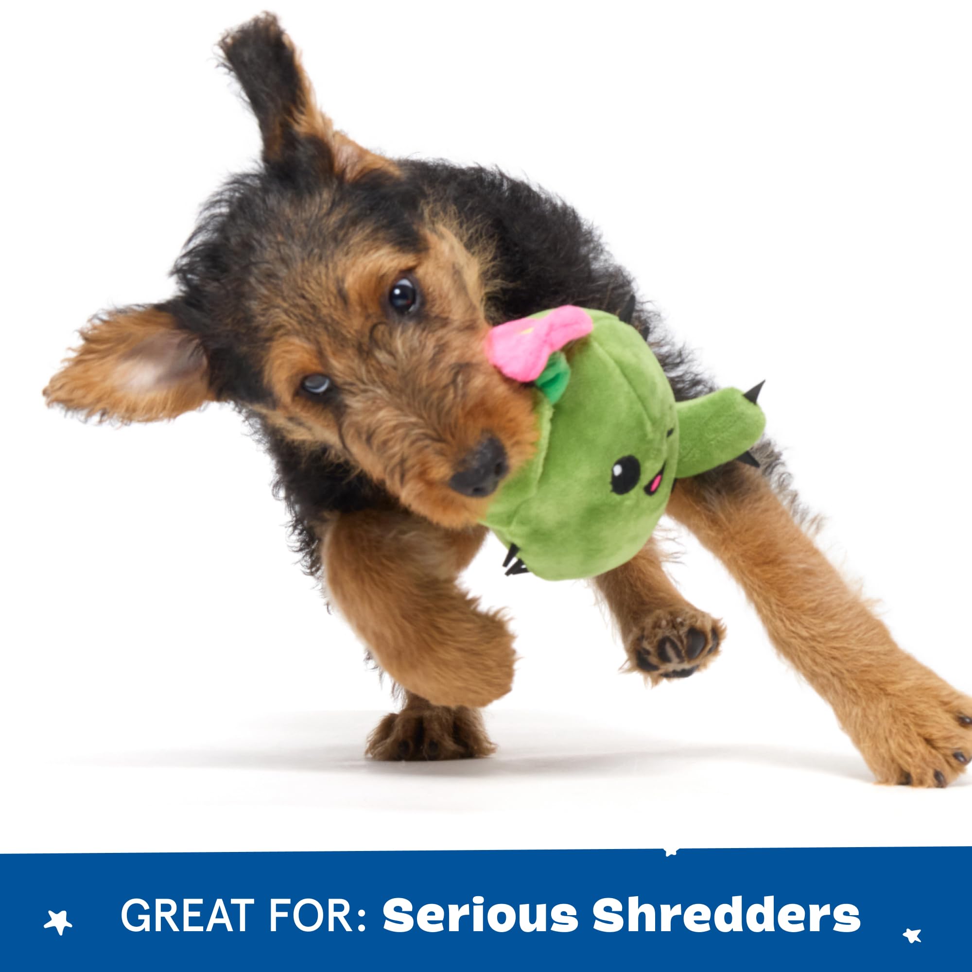 BarkBox Consuela Cactus built-in squeaker adds lively sound cue.