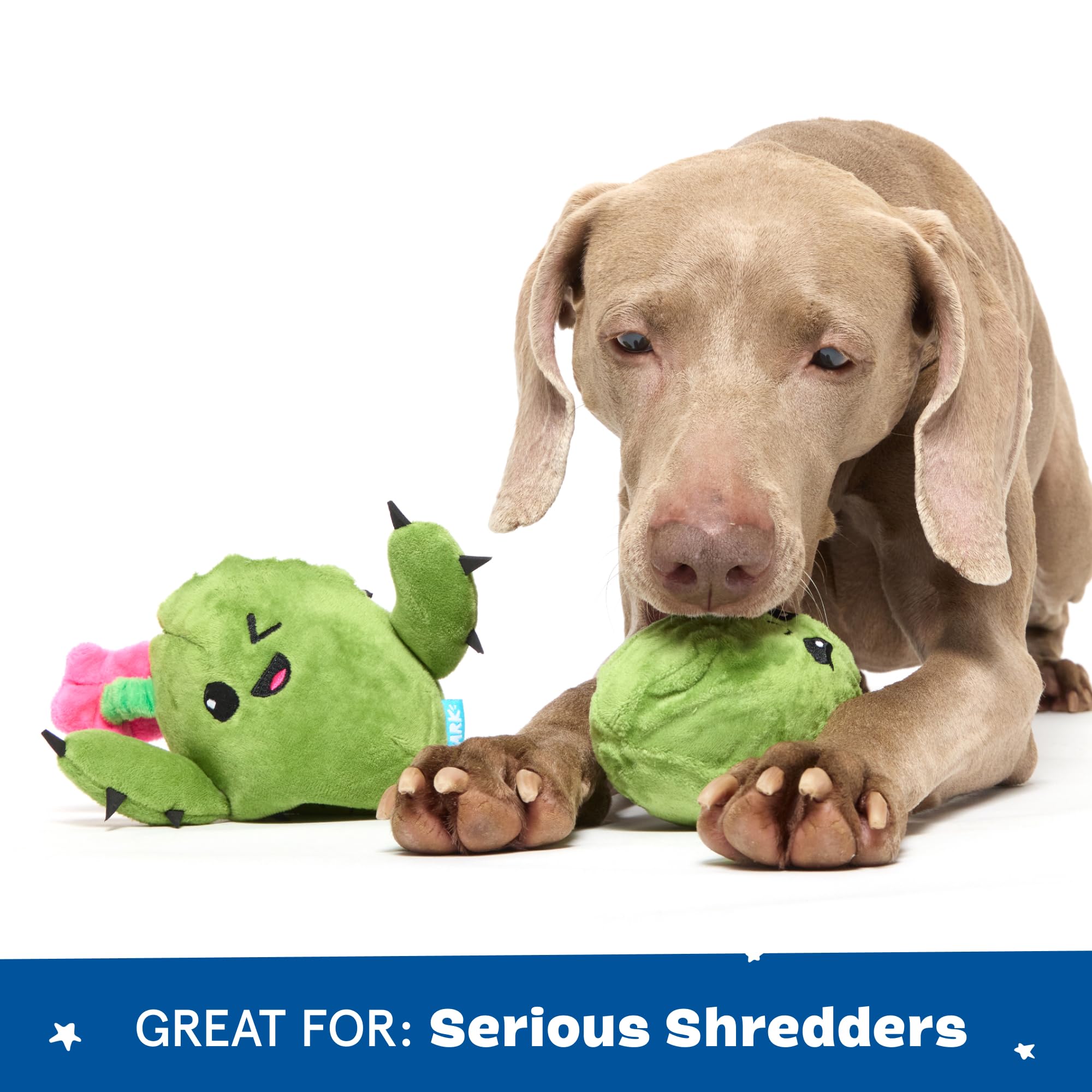 BarkBox Consuela plush stuffing close-up shows cozy softness