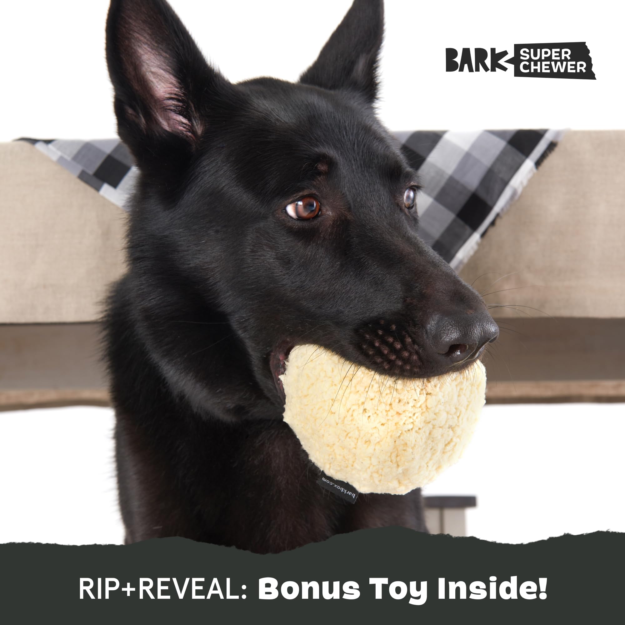 BarkBox Potato 2-in-1 toy large-dog playtime capture emphasizes sturdy construction and engagement