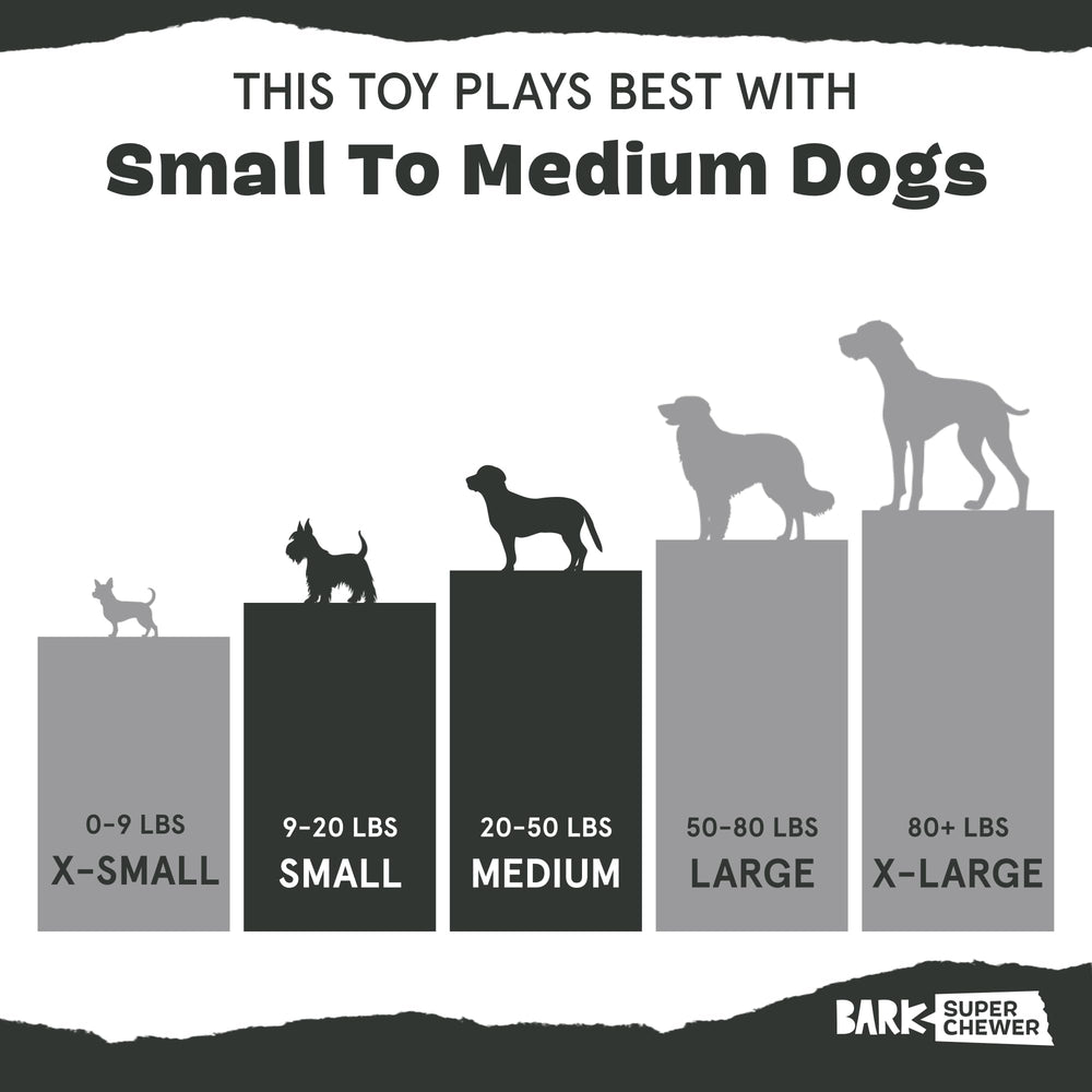 BarkBox Squash shown during solo playtime for small dogs.