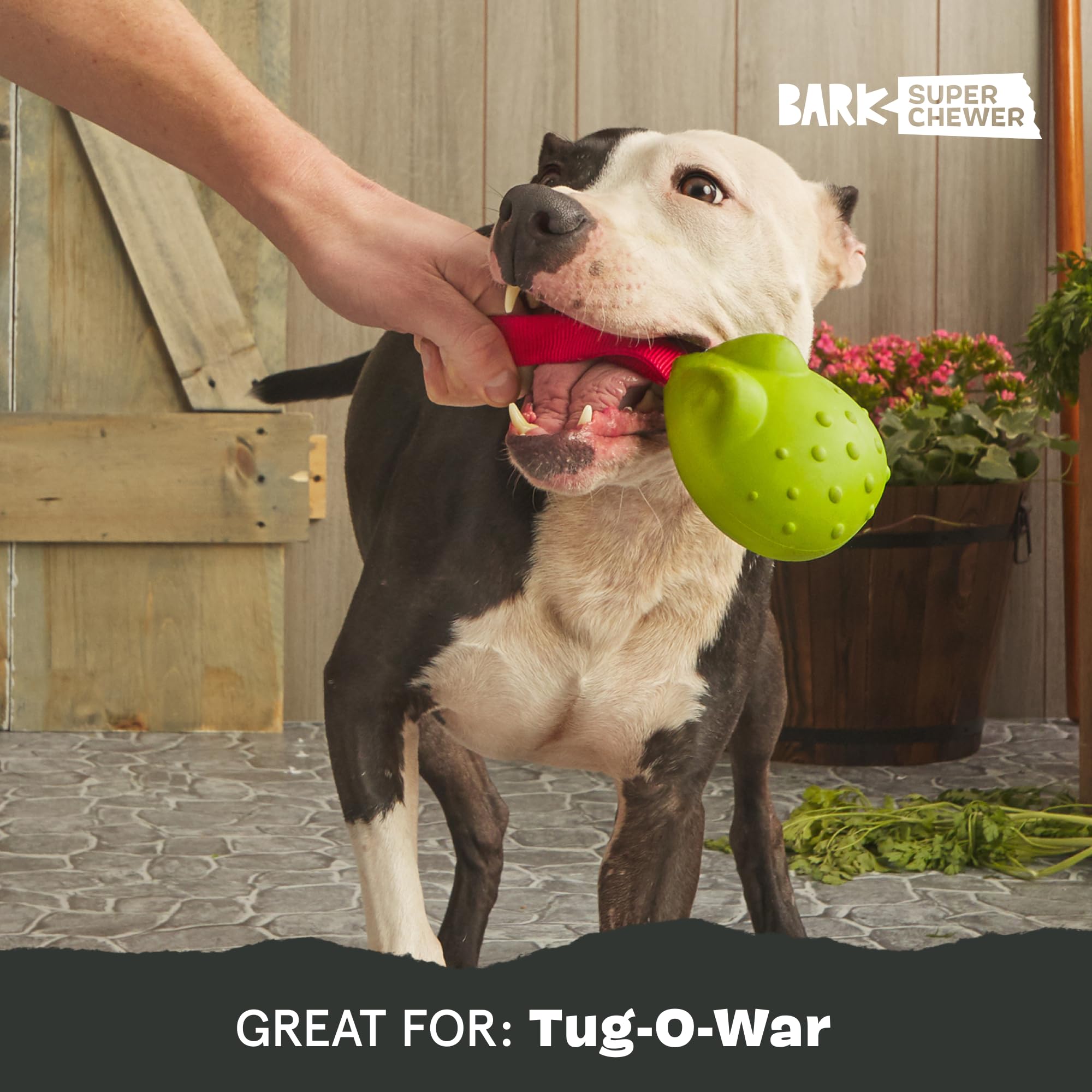 BarkBox Tug Tied Toad toy squeaks during playtime.