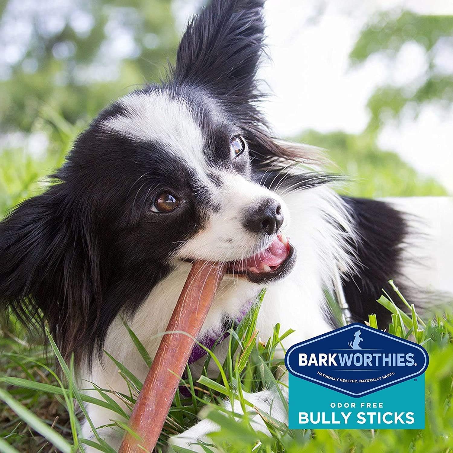 Barkworthies no-preservatives ingredients label communicates simple, honest chews.