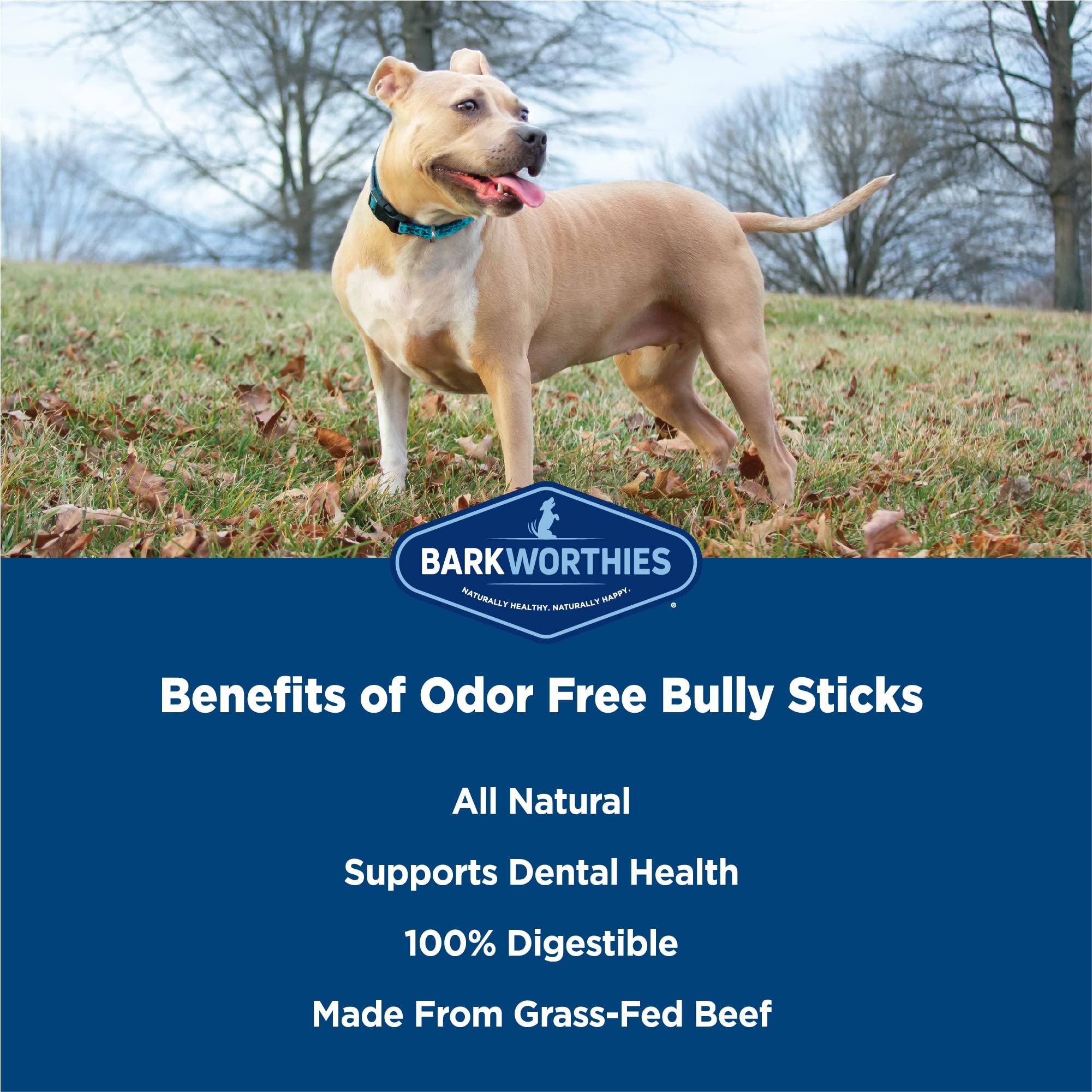 Barkworthies odor-free bully sticks highlighting dental-friendly texture