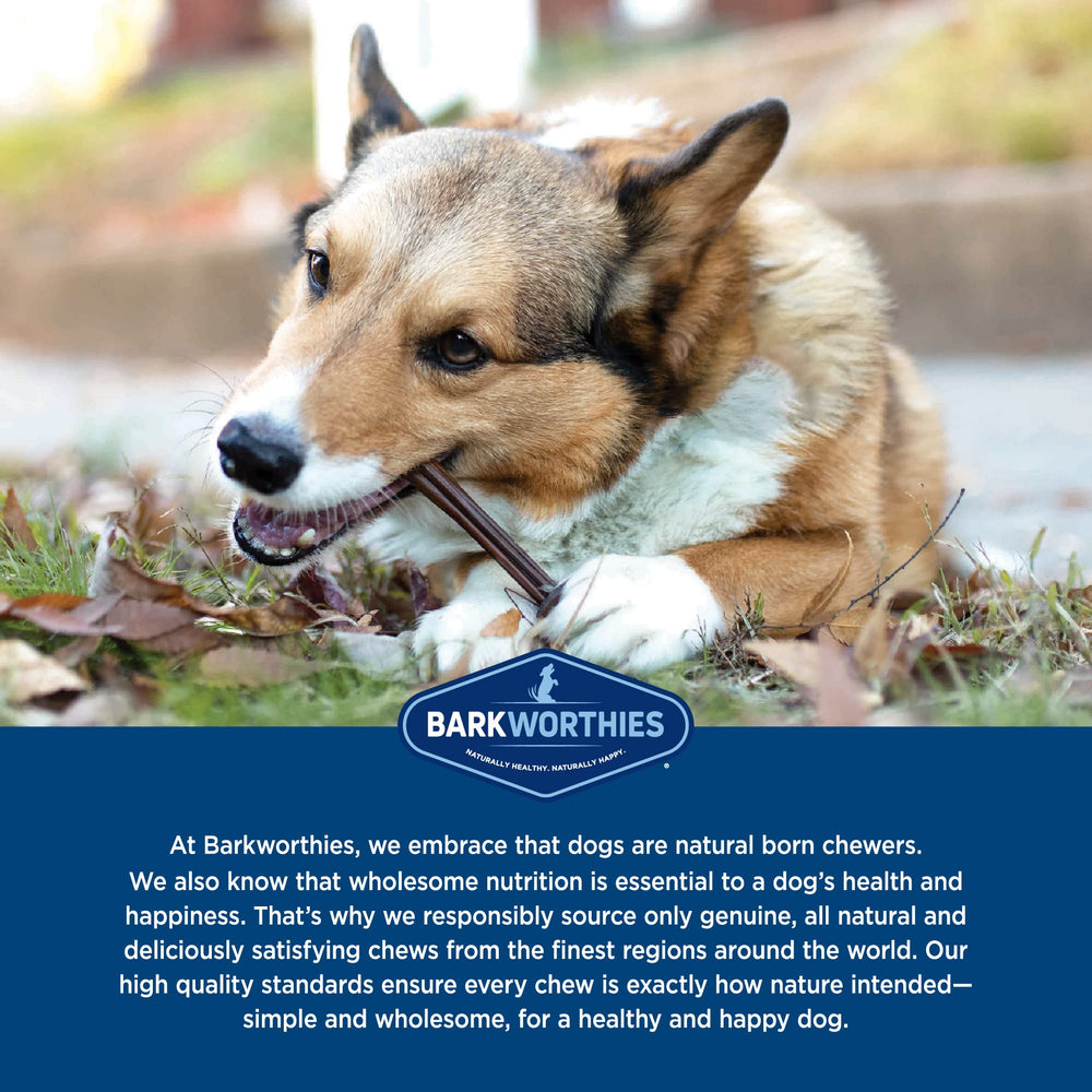 Barkworthies Plain Collagen Sticks 6in chew beside dog for dental support