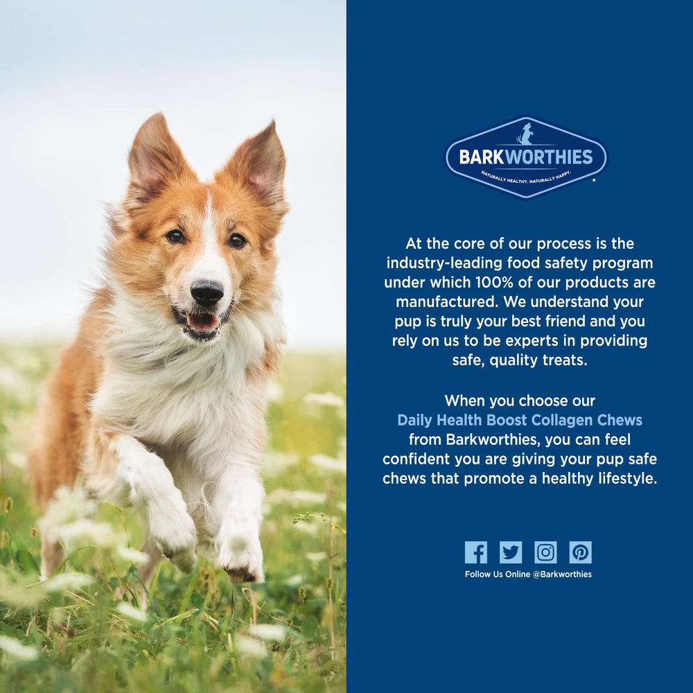 Barkworthies Plain Collagen Sticks dog demonstrates dental-friendly chew.