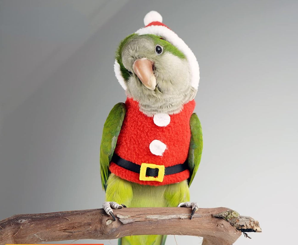 Barn Eleven Christmas party appearance on parrot or conure adds festive flair.
