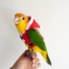Barn Eleven bird clothes daily wear for birds showcases comfortable, lightweight design for everyday use.