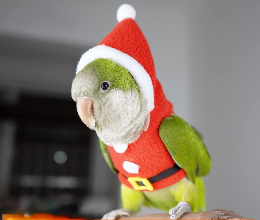 Barn Eleven easy-cleaning bird apparel simplifies post-activity cleanup after playtime.