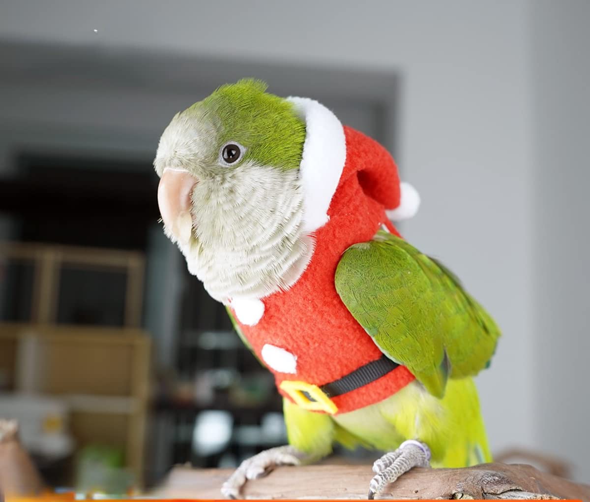 Barn Eleven bird clothes party photo shoot captures vivid plumage during events and gatherings.