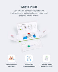 Basepaws cat dental test vet care guide illustrating personalized care recommendations.