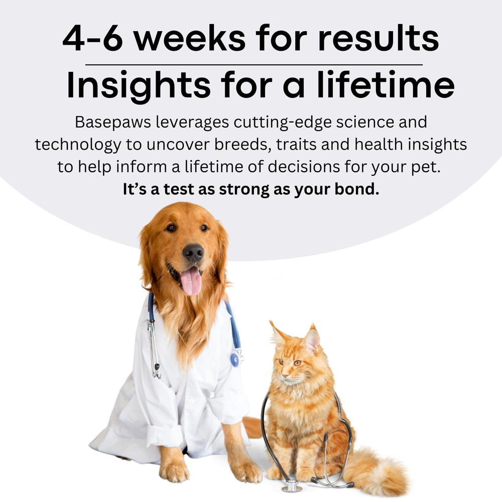 Basepaws Cat DNA Kit pet-parent-approved scene supports practical care planning