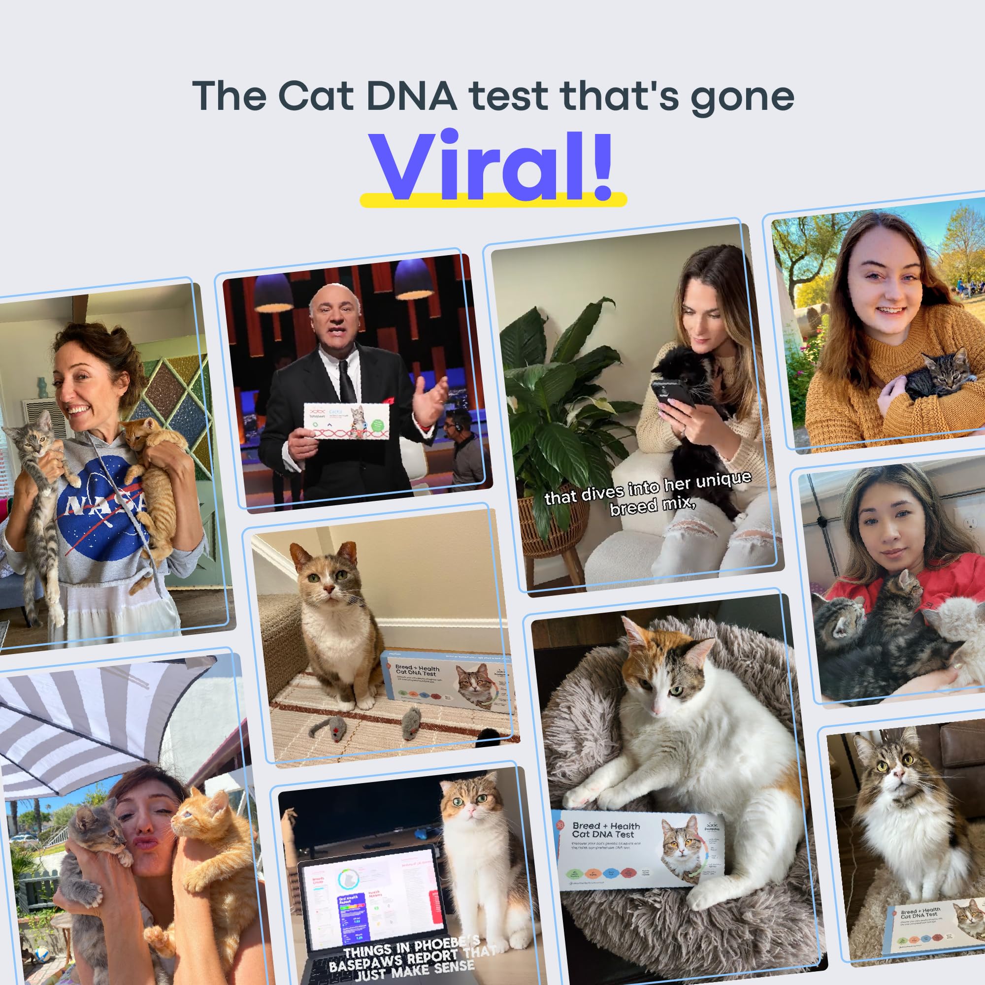 Basepaws Cat DNA Kit swab-step demonstrates gentle collection and clear results preparation