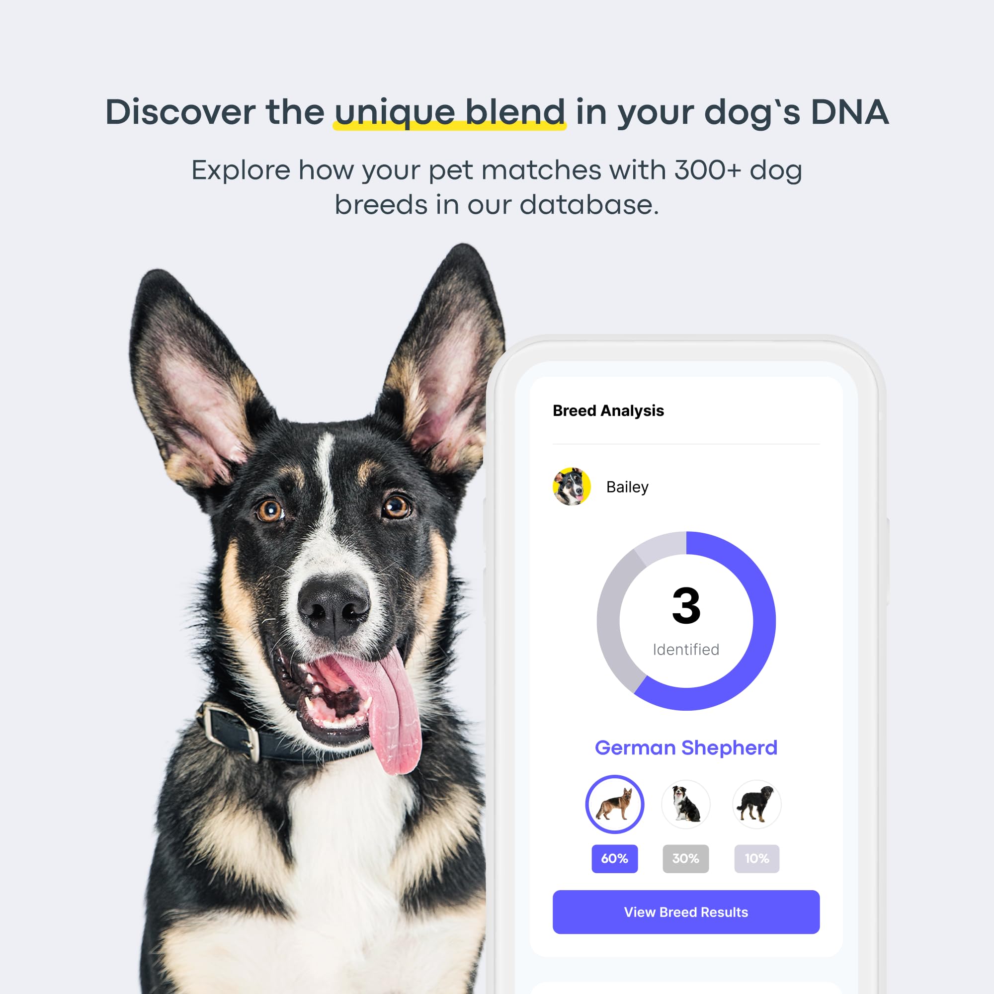 Basepaws dog DNA kit breed identification map highlight origins for mixed-breed clarity.