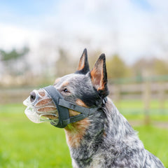 Baskerville INVISA clear-basket image showcases facial visibility for trainers and vets.