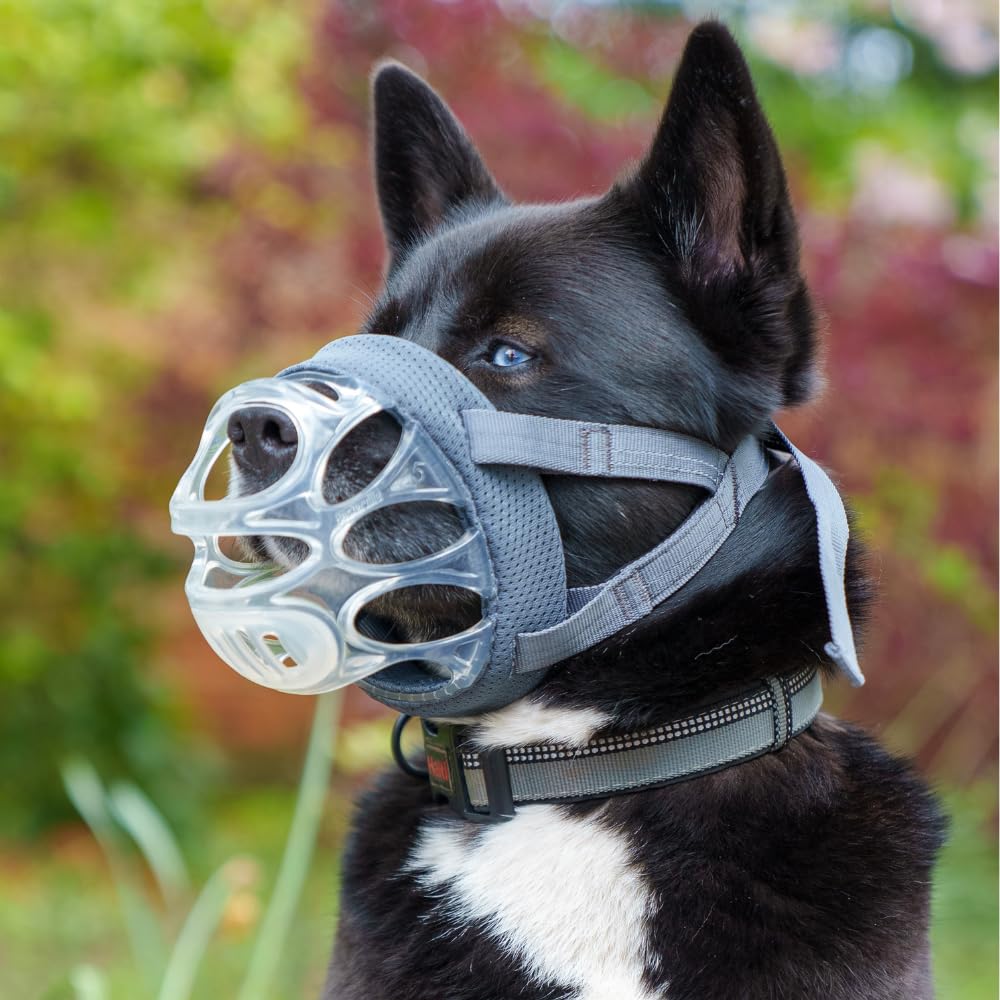 Baskerville INVISA padded nose band comfort aids long wear during walks.