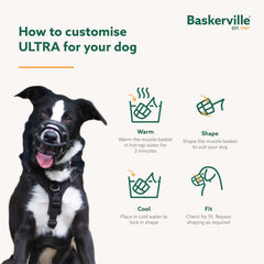 Baskerville Ultra Muzzle training reactive dogs for safer socialization