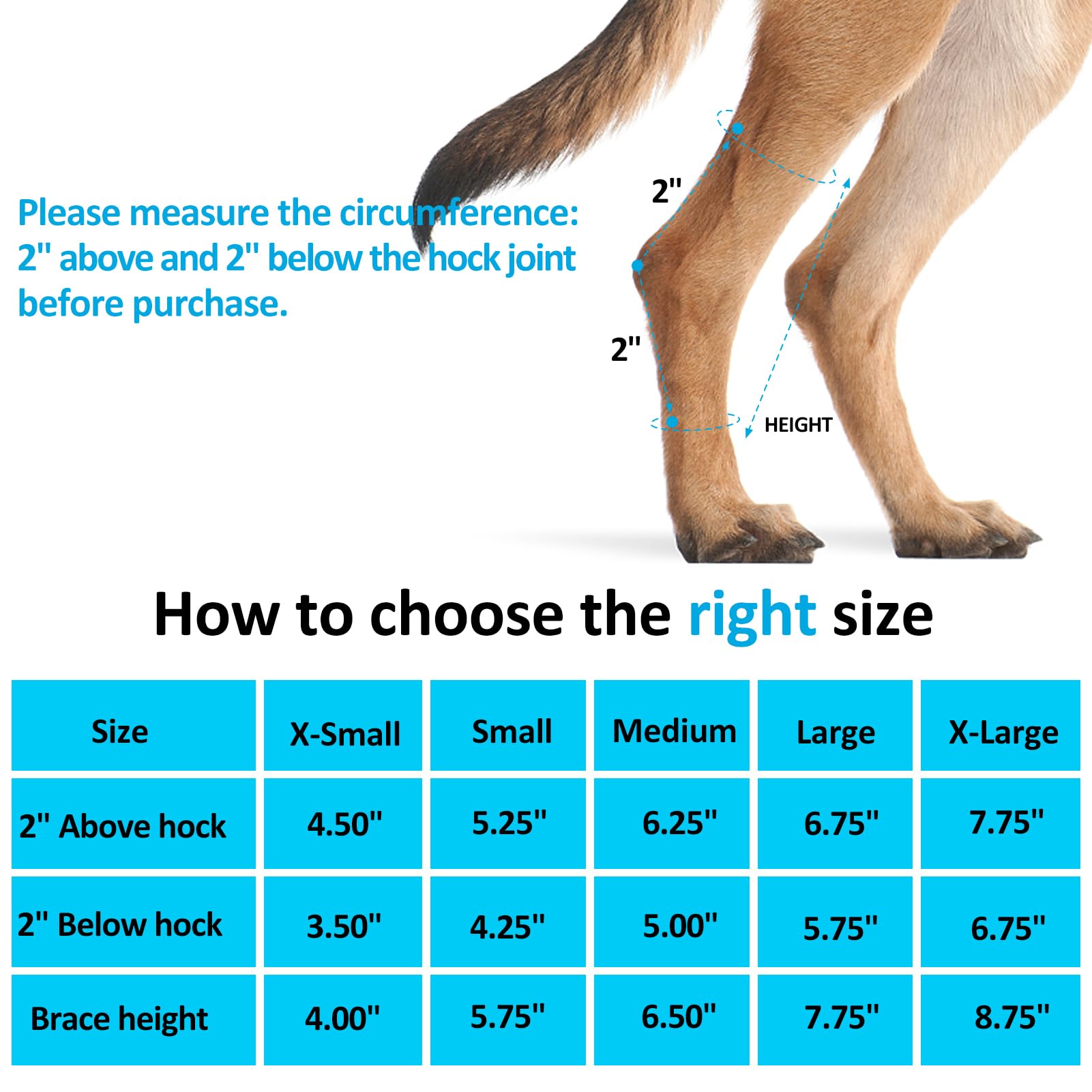 Bawektrl dog hind hock brace back view highlights sturdy side springs for support