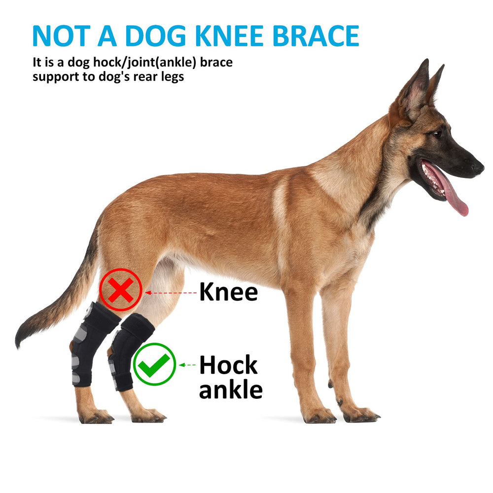 Bawektrl dog hock brace use scenario shows easy wear during daily activities
